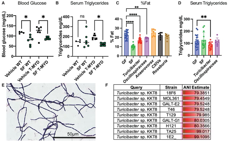 Breakthrough Study Identifies Microbe Turicibacter as Key to Combating Obesity