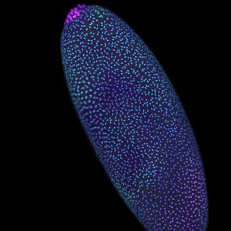 Pre-Wired Genomes: New Study Reveals Early Embryonic DNA Structure's Role in Development and Disease