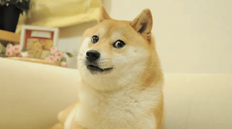 Dogecoin Foundation Acquires Stake in Italian Football Club, Pioneers Crypto Ownership in Sports