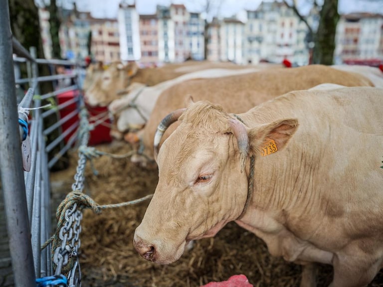 EU-Australia Trade Deal on Horizon Amid U.S. Tariff Shake-Up, Promises Multibillion-Dollar Benefits