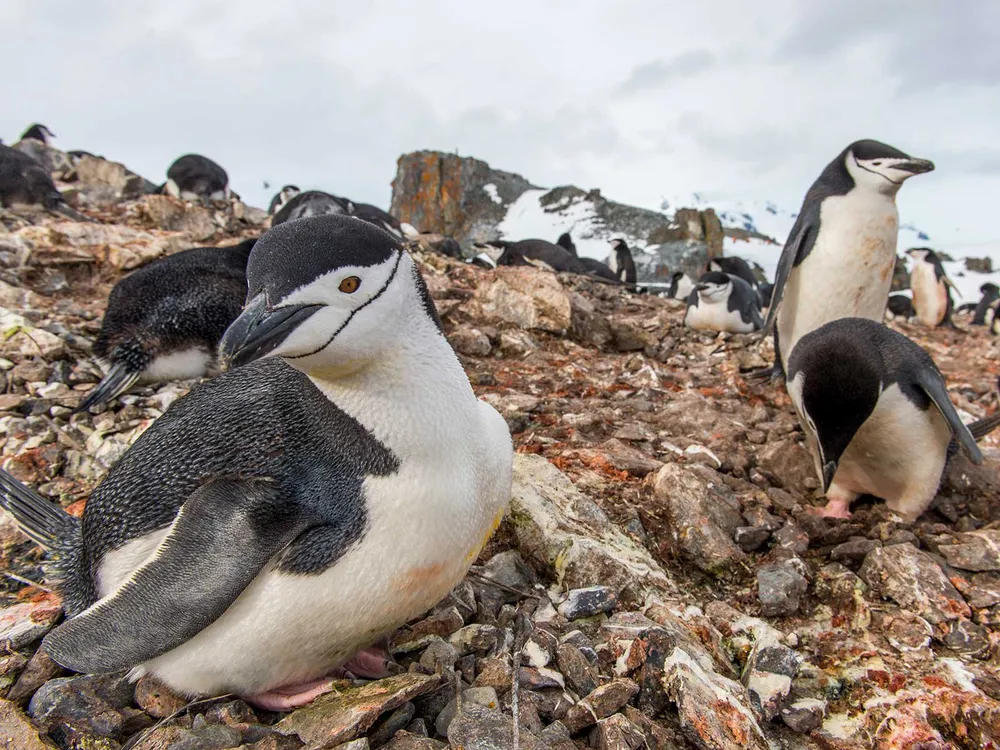 Antarctic Chinstrap Penguins' Unique Microsleep Patterns Challenge ...