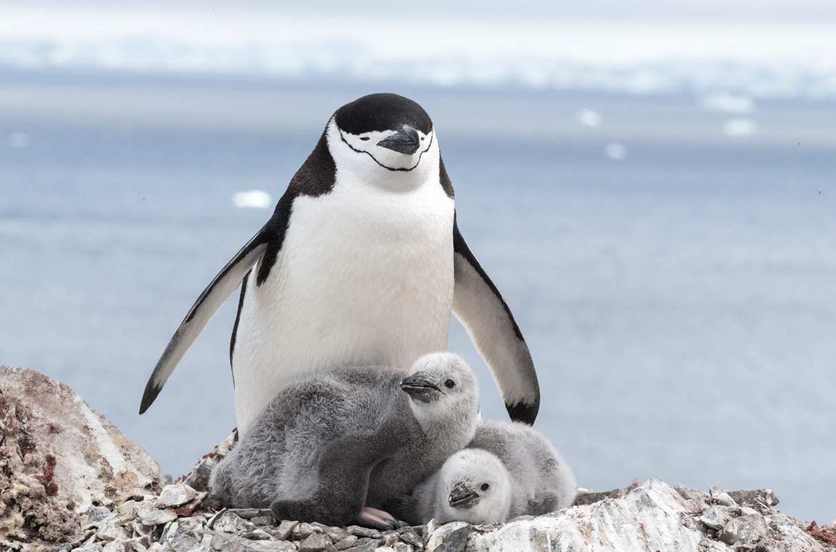 Antarctic Chinstrap Penguins' Unique Microsleep Patterns Challenge