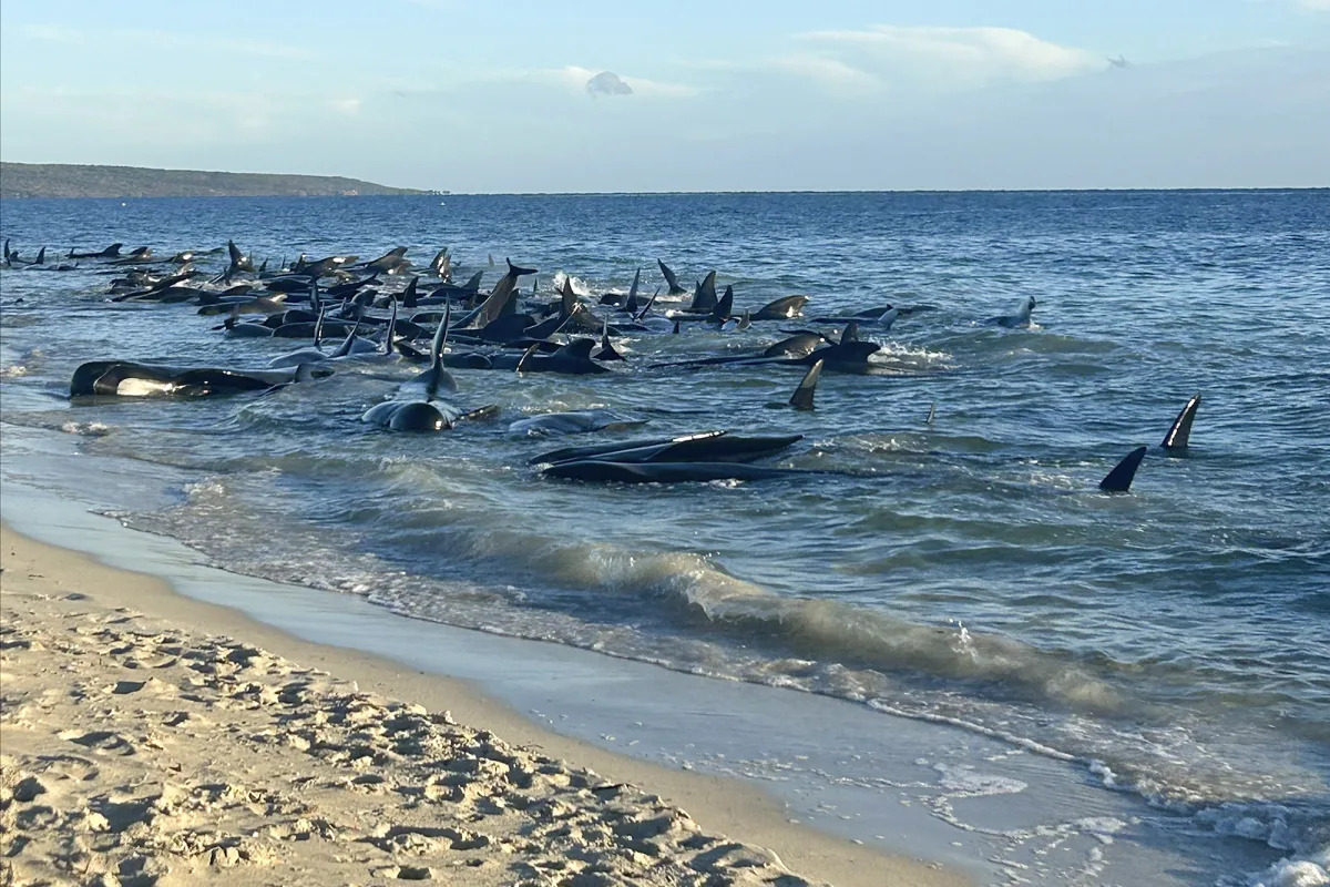 Dozens of pilot whales beach on western Australian coast