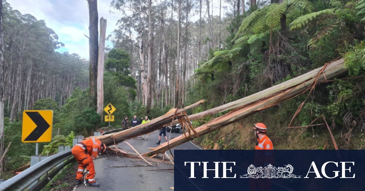 Man dies after trees falls on vehicle as wild winds batter state