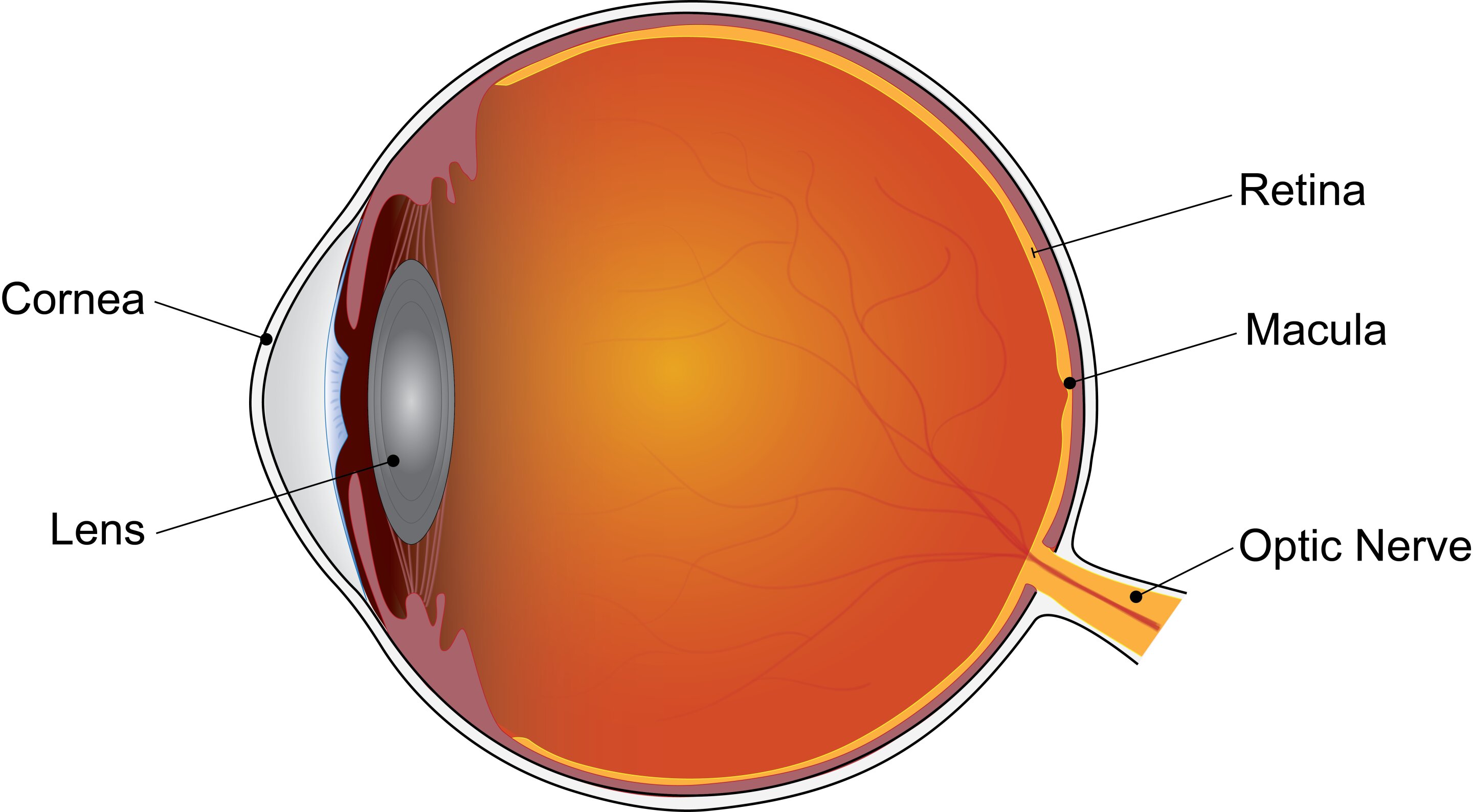 Supplements found to slow disease progression during late stage of 'dry' age-related macular degeneration