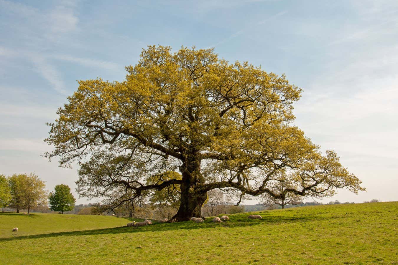 English oaks can withstand warming – but other trees will struggle