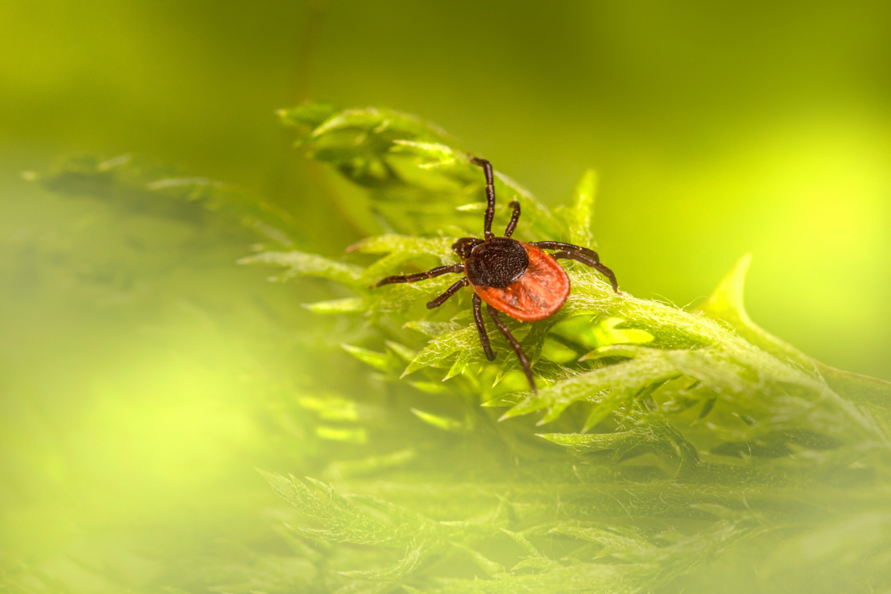 Ticking time bomb: New modeling predicts huge increase in ticks across Scotland