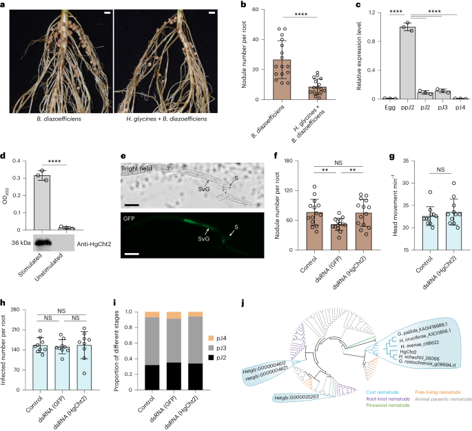 A soybean cyst nematode suppresses microbial plant symbionts using a lipochitooligosaccharide-hydrolysing enzyme
