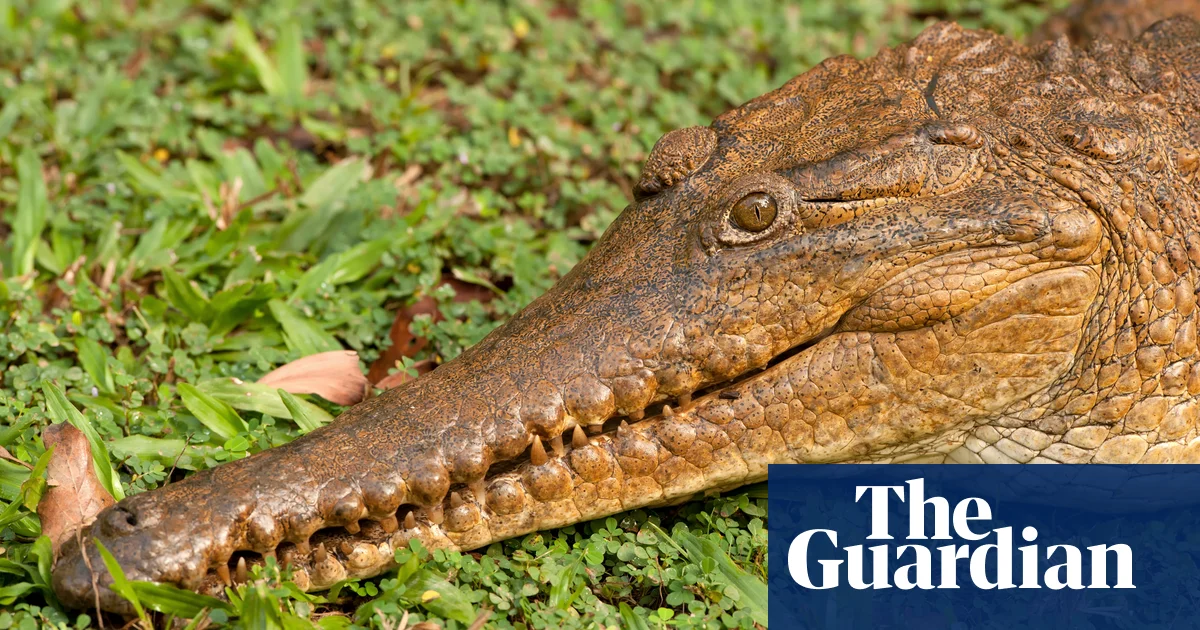 Crocodile suspected of fatal Queensland attack killed as search continues for missing man