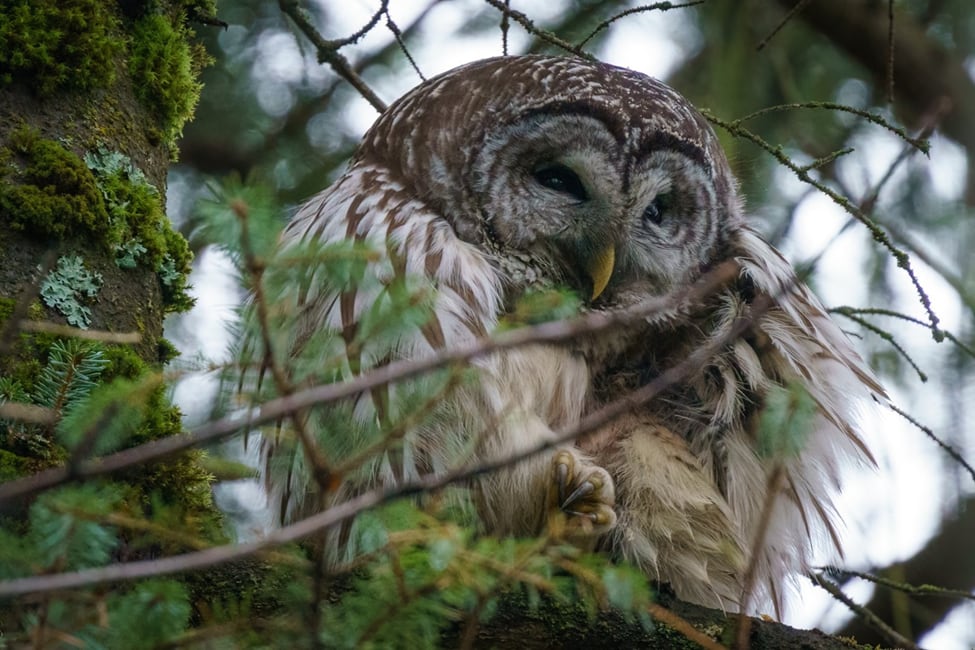 To save the spotted owl, wildlife officials want to kill hundreds of thousands of competing owls