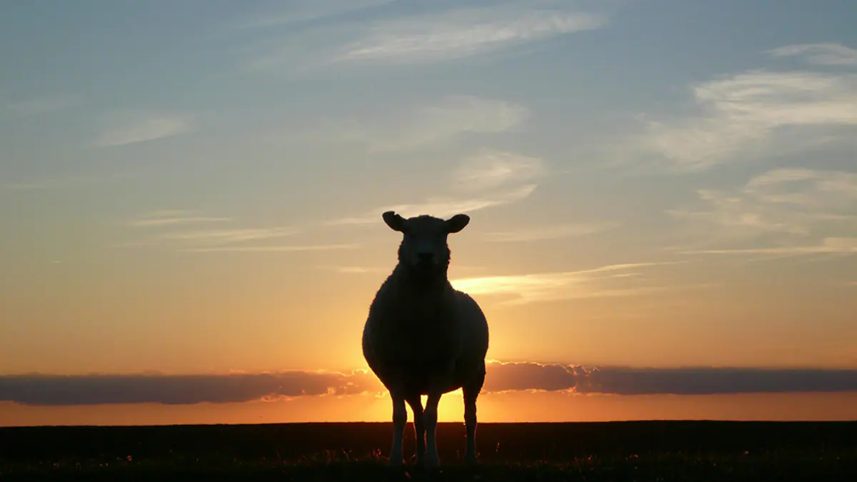 Live animal exports: 80 sheep die while being air freighted from Australia to Indonesia