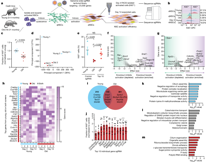 CRISPR–Cas9 screens reveal regulators of ageing in neural stem cells