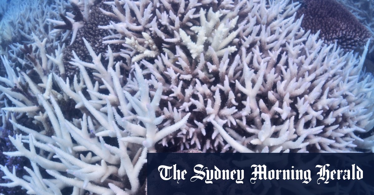 ‘Ecological grief’: communities, economy suffer from damage to Great Barrier Reef