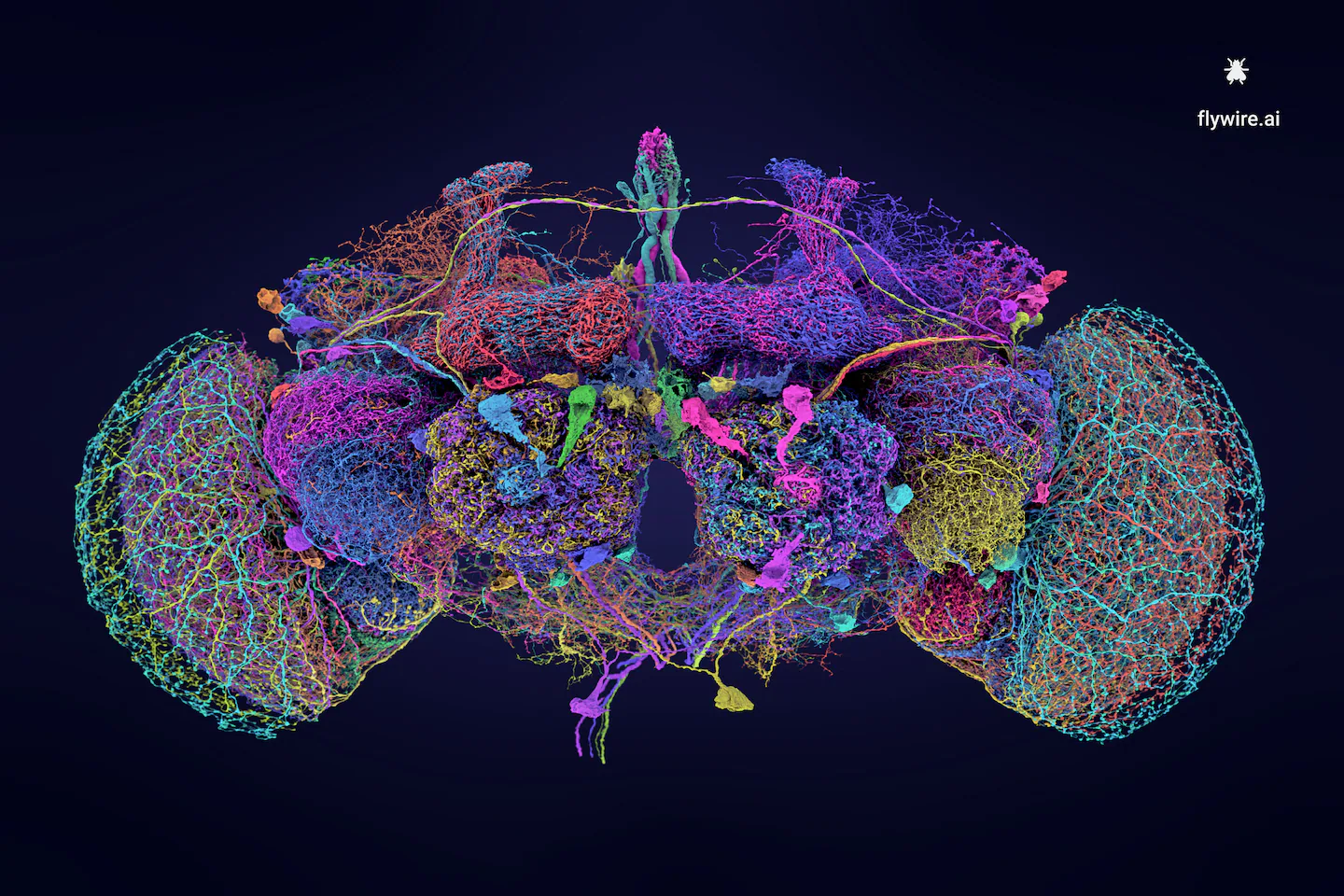 Intricate map of tiny fruit fly brain marks major neuroscience milestone