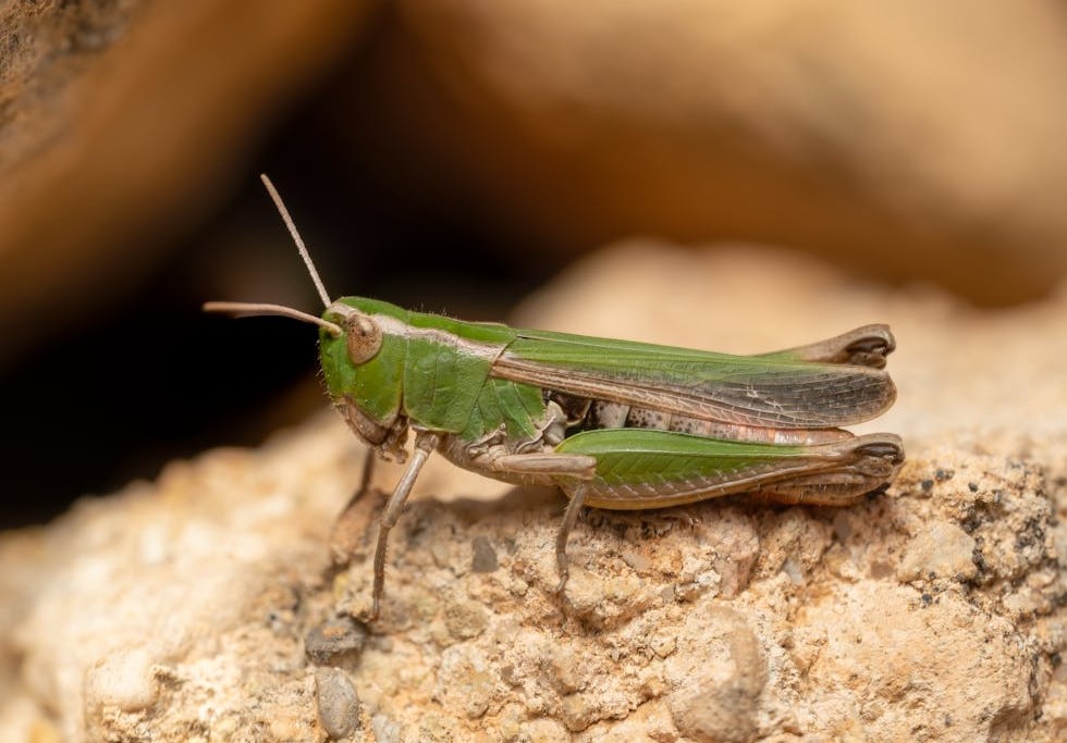 Singapore Approves 16 Insects Including Silkworms And Grasshoppers For Human Consumption