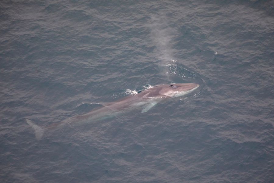 Cruise ship sails into NYC port with 44-foot dead whale across bow