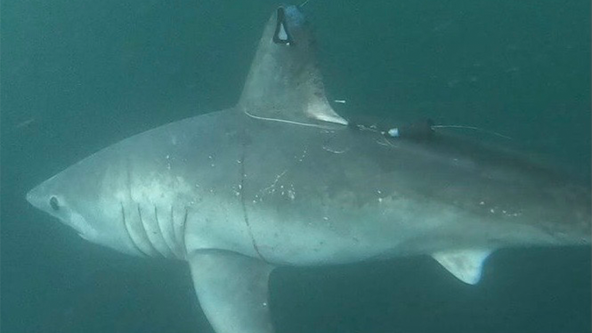 Who ate the pregnant porbeagle shark?