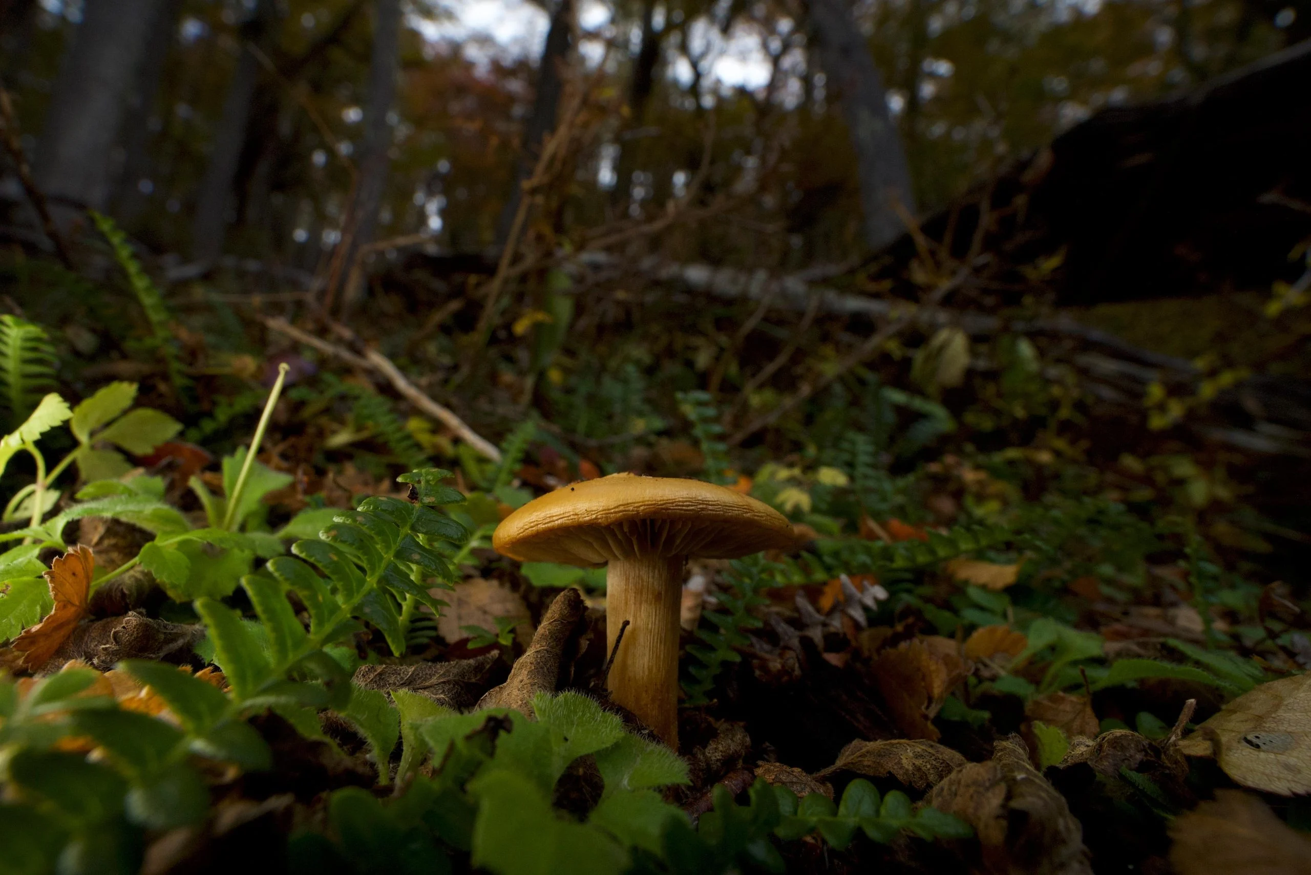 Unearthing the Hidden Struggle Between Trees and Fungi in a Warming World