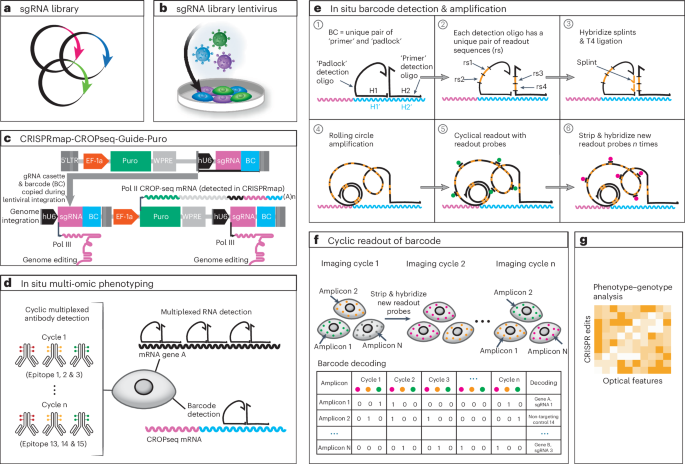 Mapping multimodal phenotypes to perturbations in cells and tissue with CRISPRmap