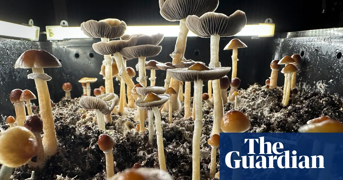 Psilocybin in magic mushrooms can influence brain for weeks, study finds