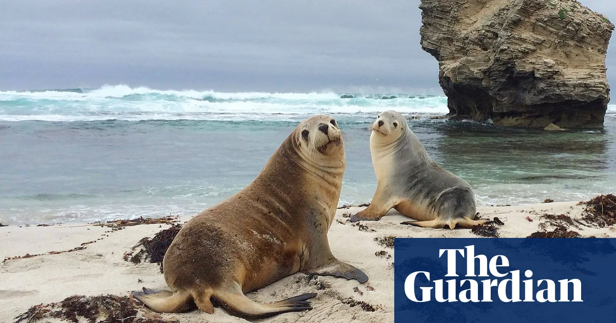 ‘Best slow TV ever’: scientists mount cameras on endangered sea lions to map Australia’s ocean floor