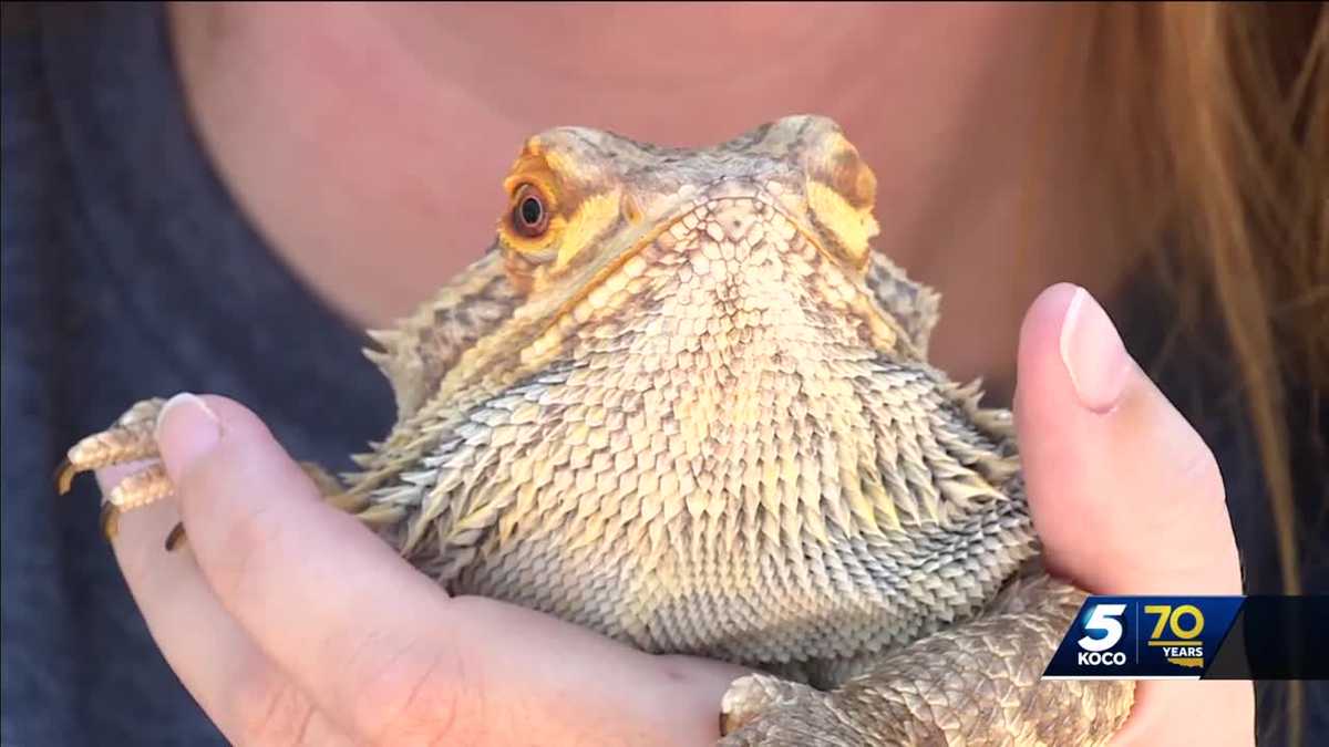 CDC warns of salmonella outbreak with popular reptilian pet