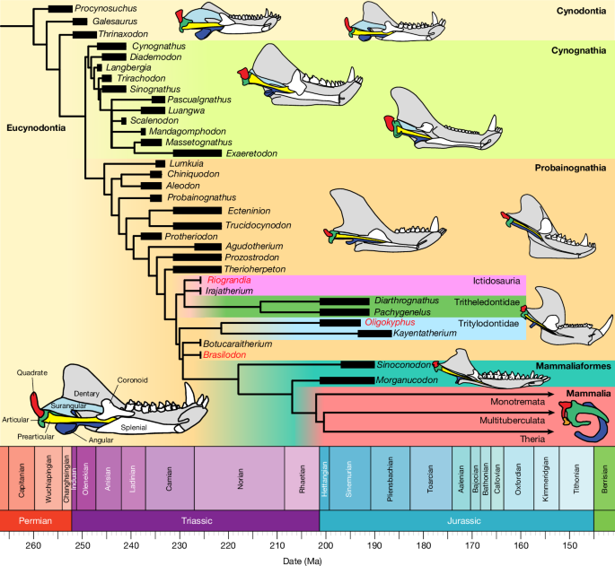 Brazilian fossils reveal homoplasy in the oldest mammalian jaw joint