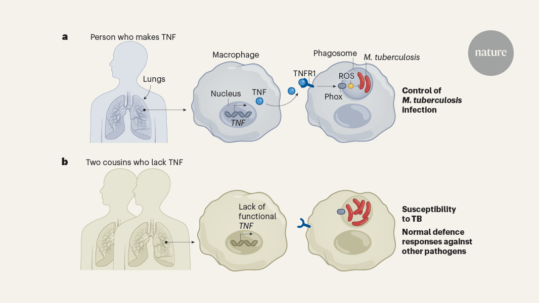 People who lack the immune protein TNF can still fight infection