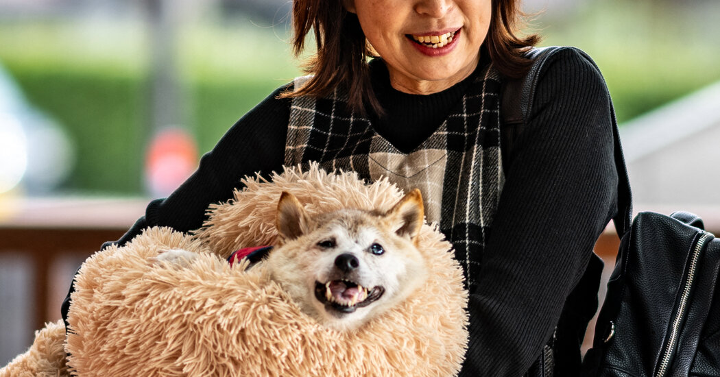 Kabosu, Shiba Inu Dog Who Helped Define the Doge Meme, Dies at 18