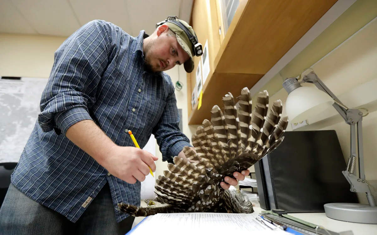 To save spotted owls, US officials plan to kill hundreds of thousands of another owl species