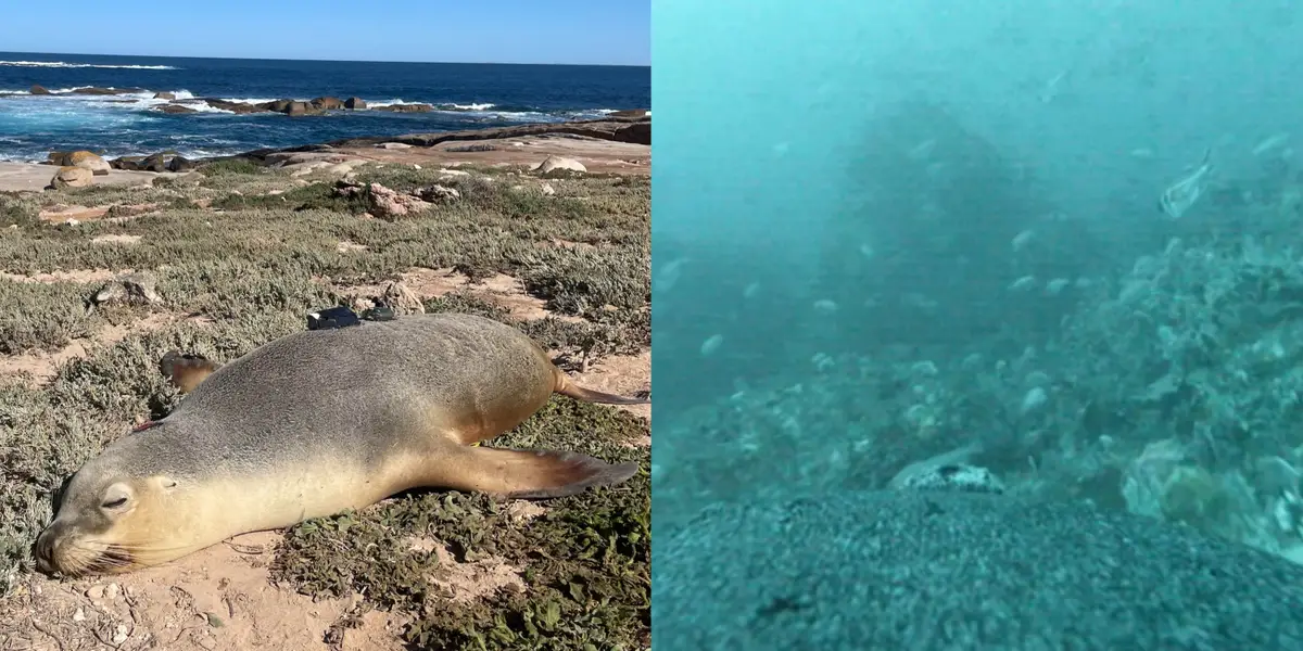 Sea lions with cameras discover sponge gardens, reefs near Australia