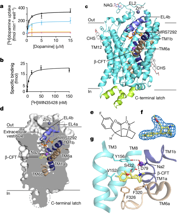 Structure of the human dopamine transporter and mechanisms of inhibition