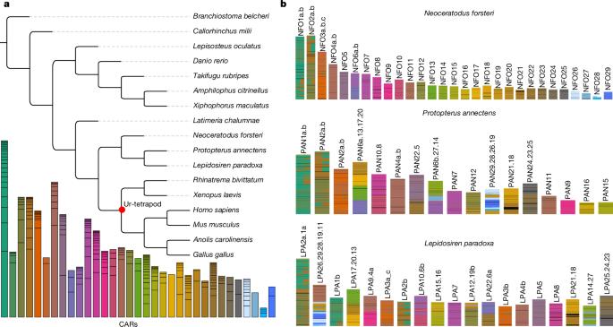 The genomes of all lungfish inform on genome expansion and tetrapod evolution