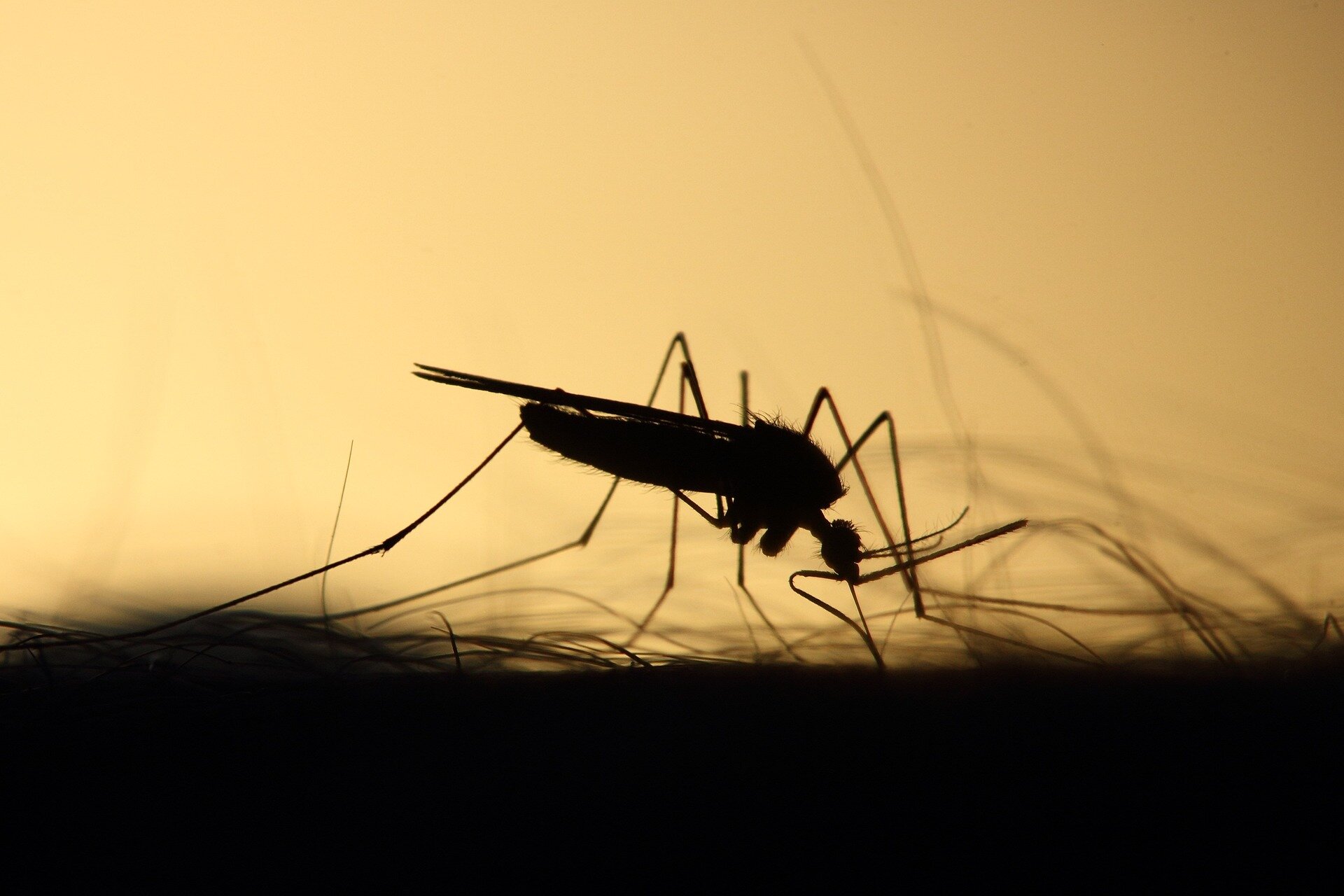 Dengue, mosquito-borne diseases rising in Europe: EU agency