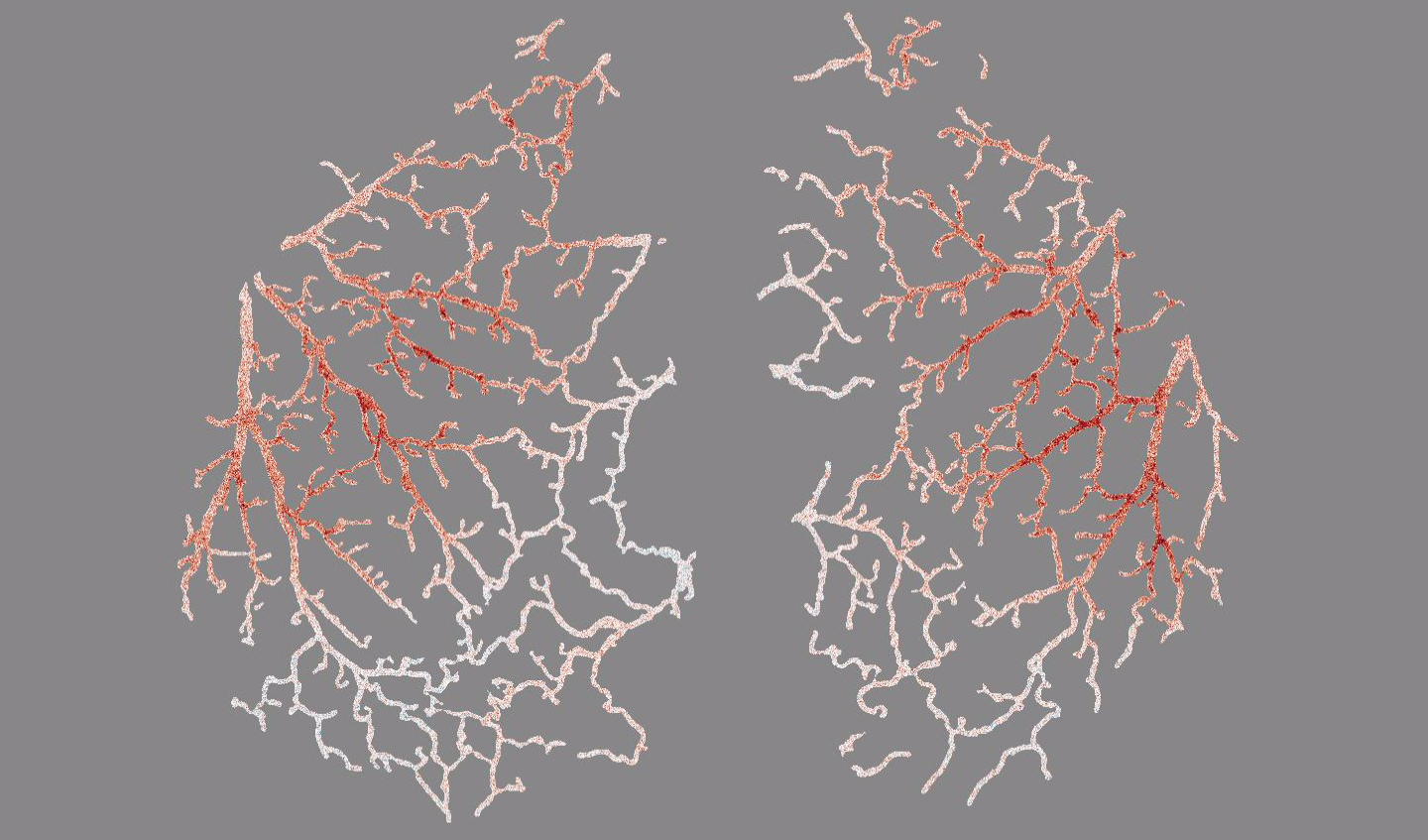 Blood flow makes waves across the surface of the mouse brain