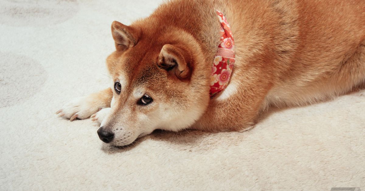 The dog from the doge meme has died