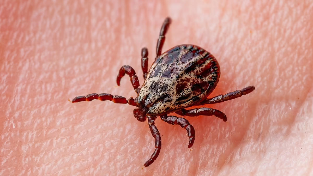 Scotland could face an infestation of TICKS thanks to climate change: Numbers of the pests will...