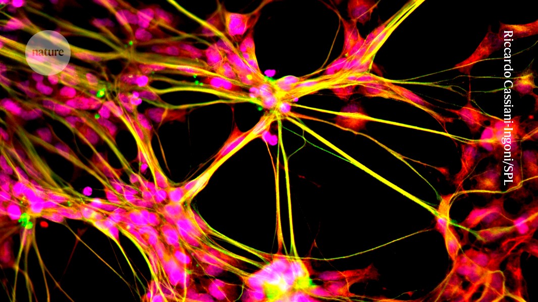 CRISPR helps brain stem cells regain youth in mice