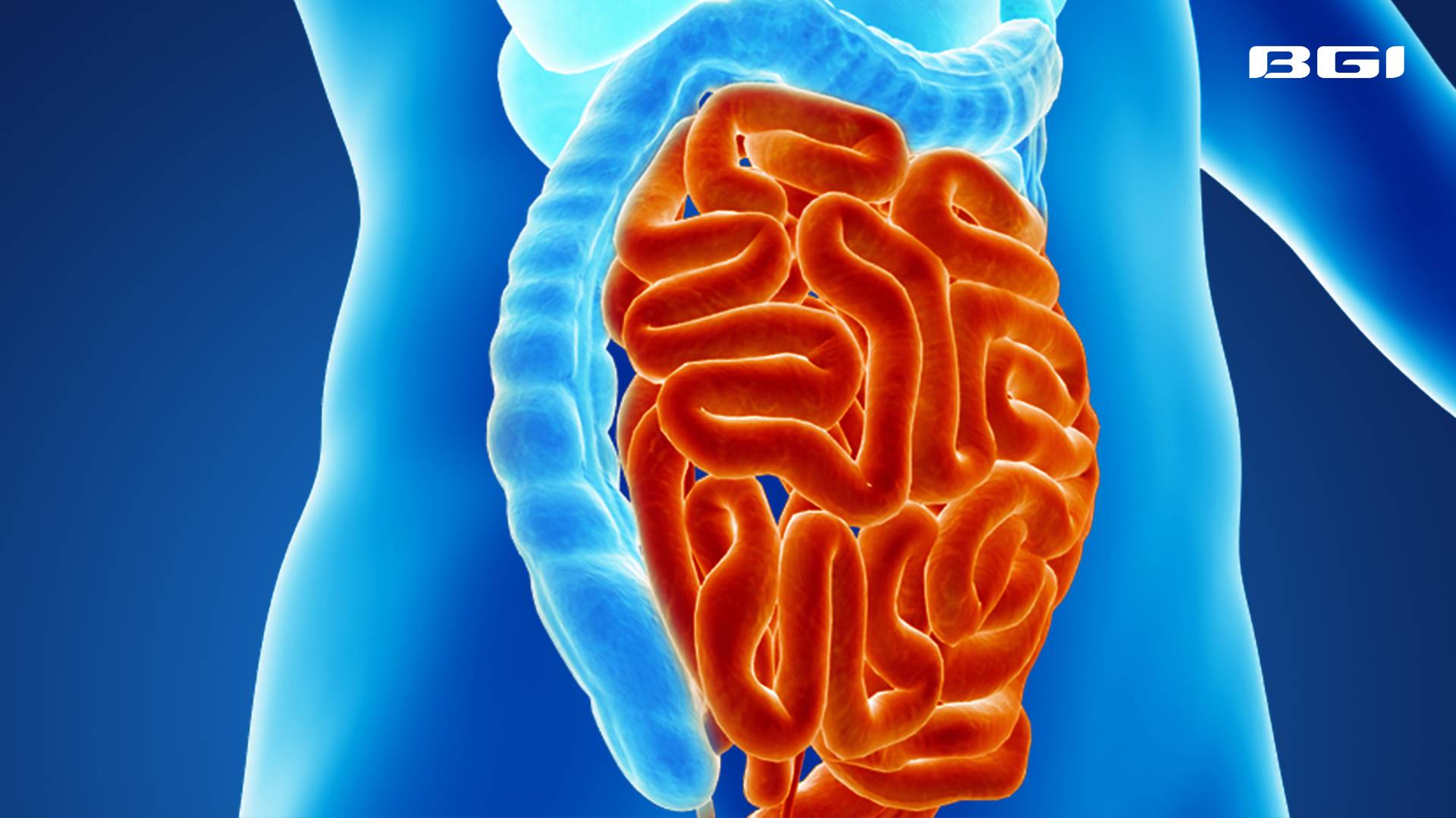 Research reveals: Gut bacterium Megamonas tied to obesity risk | BGI Insight