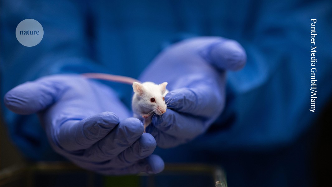 Mice live longer when inflammation-boosting protein is blocked