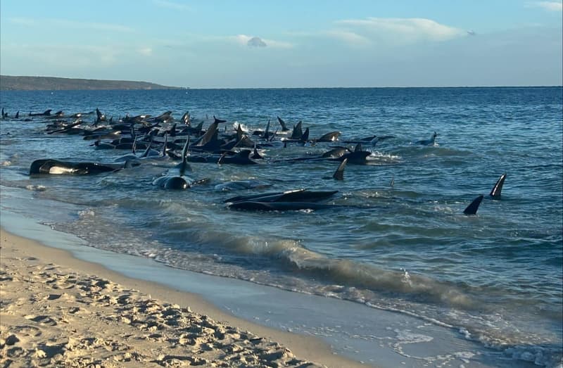 Up to 100 pilot whales stranded in Western Australia