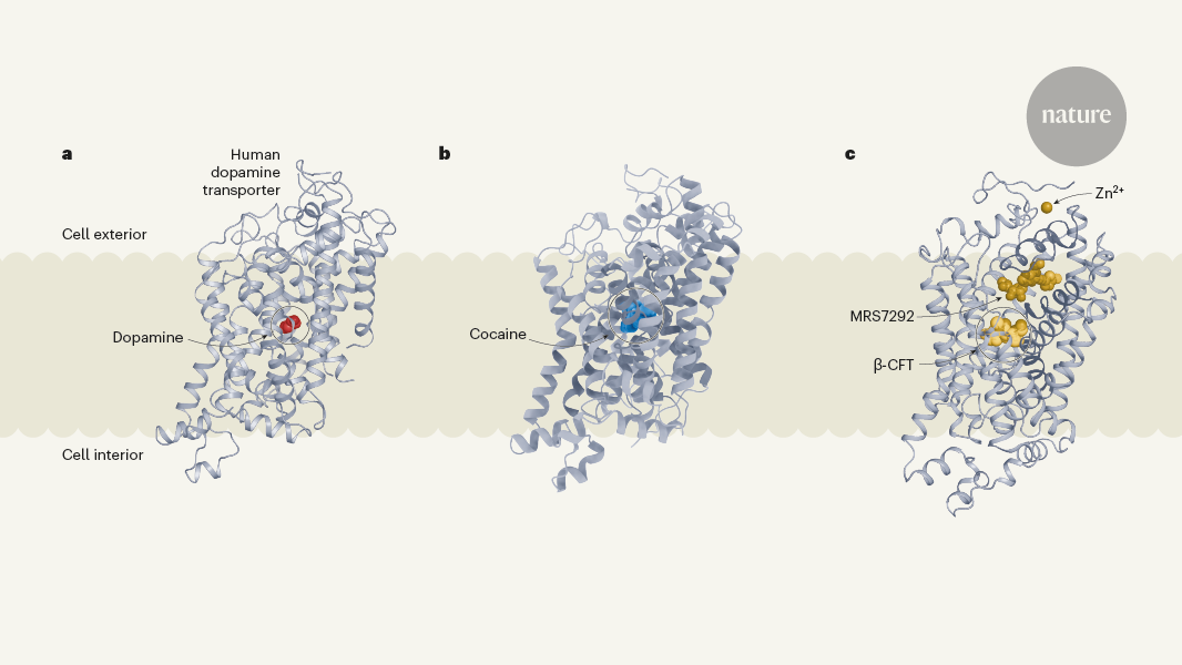 Structures of the dopamine transporter point to ways to target addiction and disease