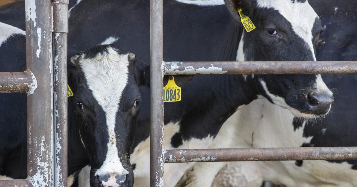 California dairies scramble to guard herds against bird flu - Los Angeles Times