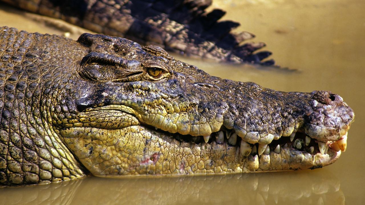 Horror details emerge after croc attack