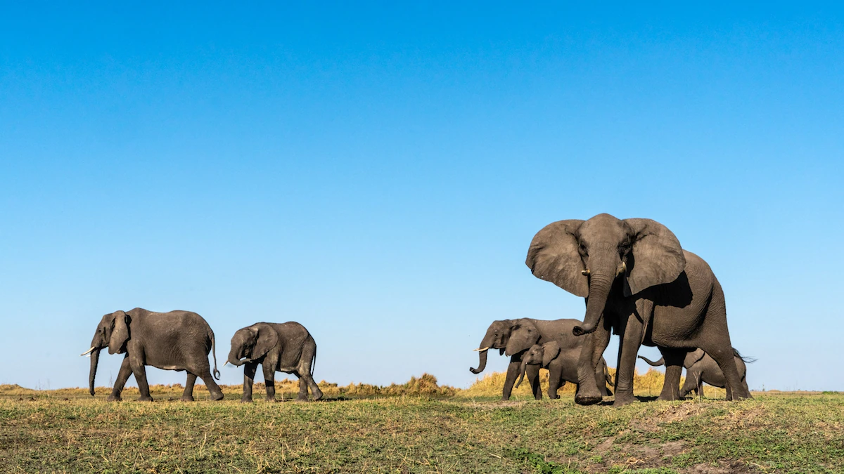 Elephants may call each other by name, a rare trait in nature