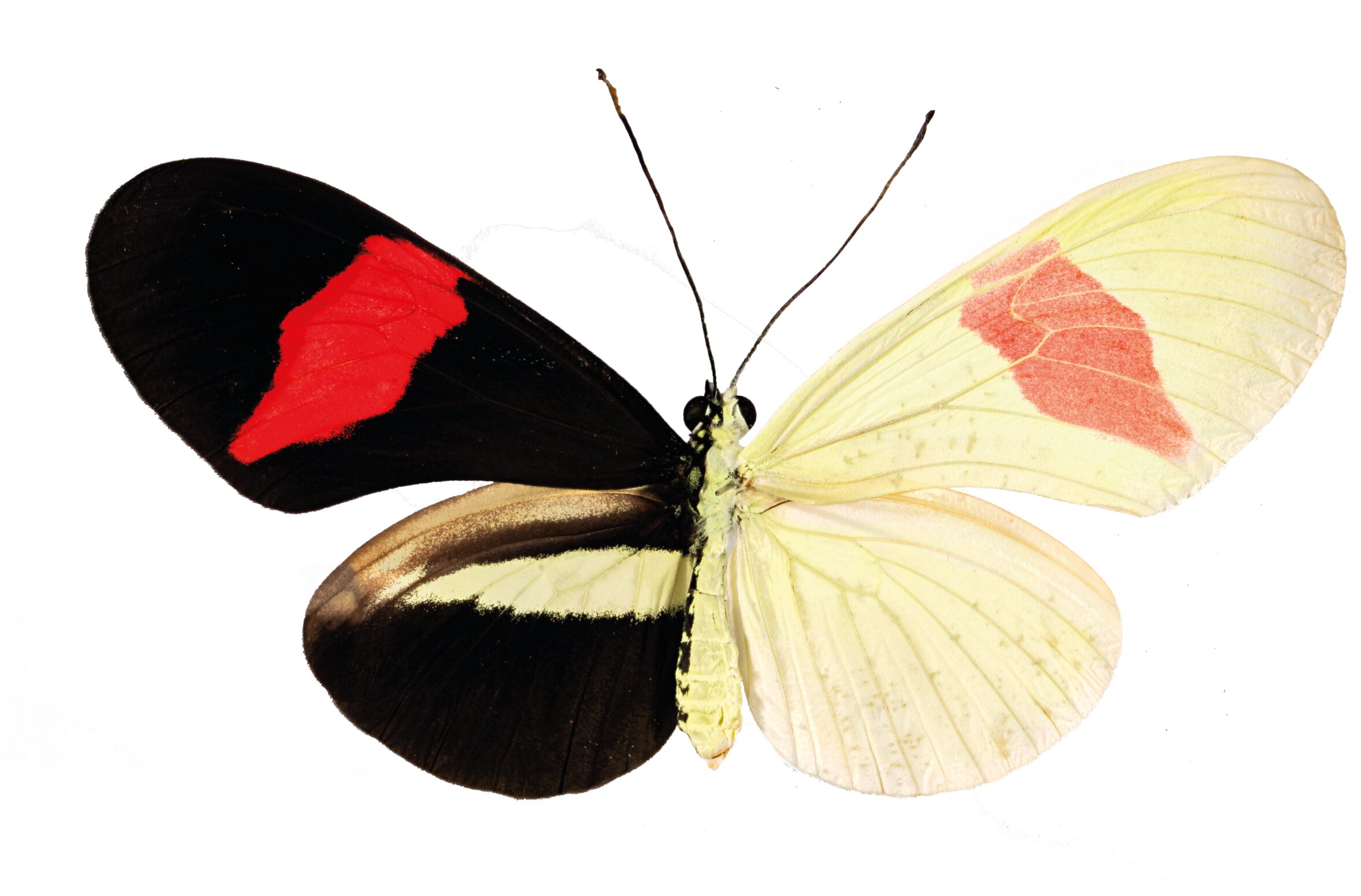 Study finds RNA molecule controls butterfly wing coloration