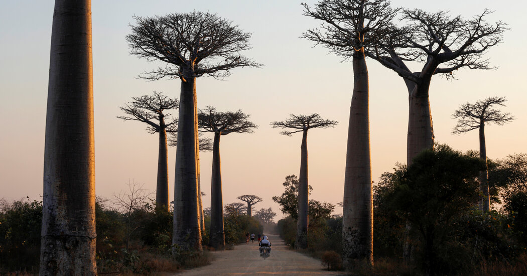 Baobab Trees Had a Strange Evolutionary Journey
