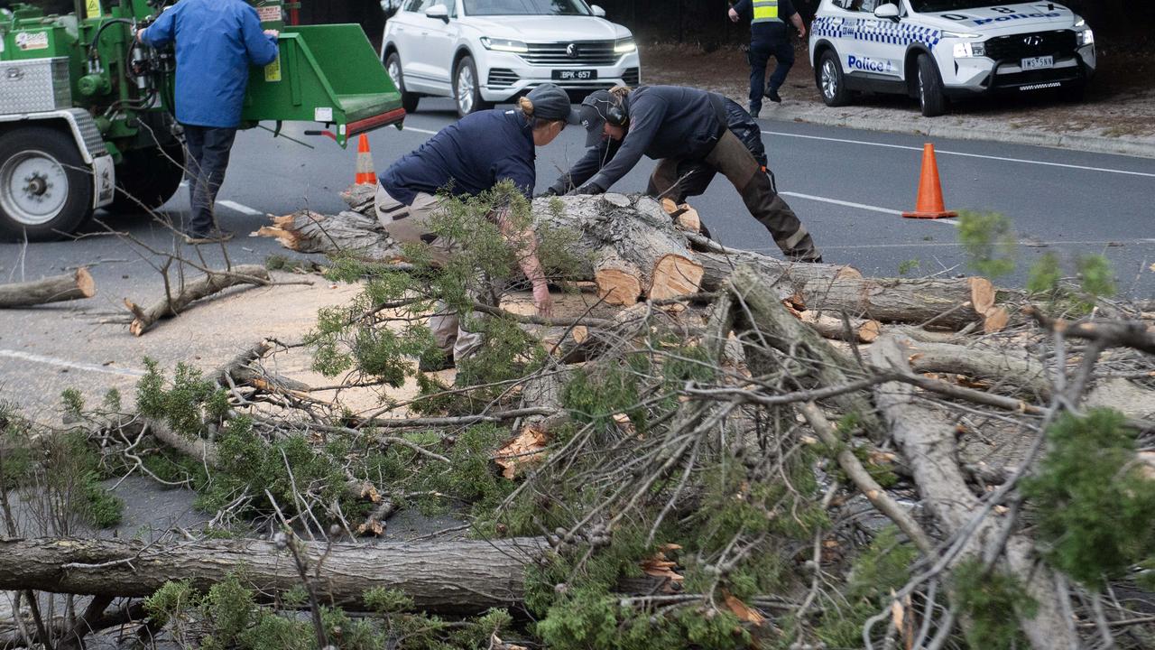 Horror as man killed after tree falls on car