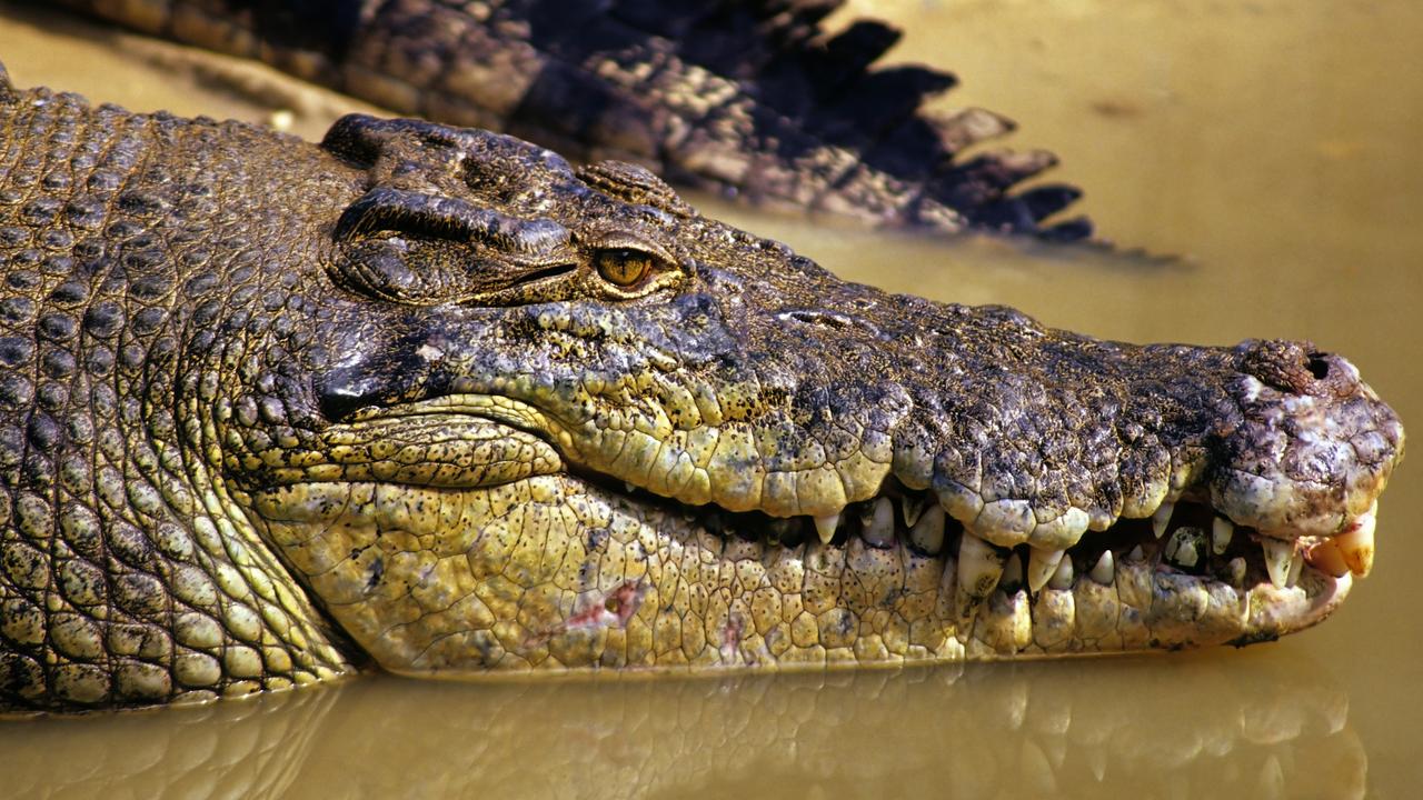 Man taken by croc while with wife, kids