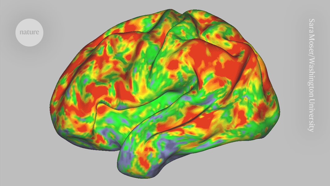 Your brain on shrooms — how psilocybin resets neural networks